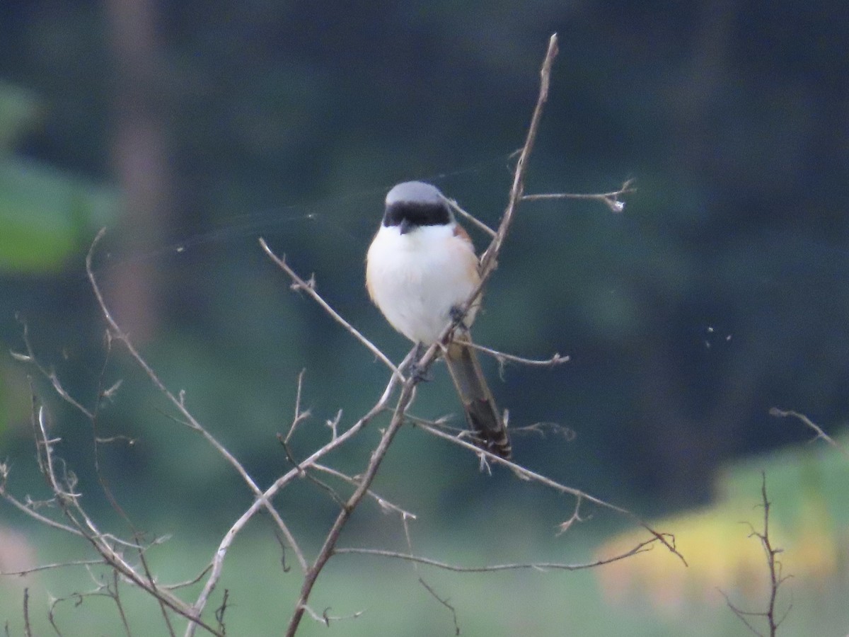 棕背伯勞 - ML647454152