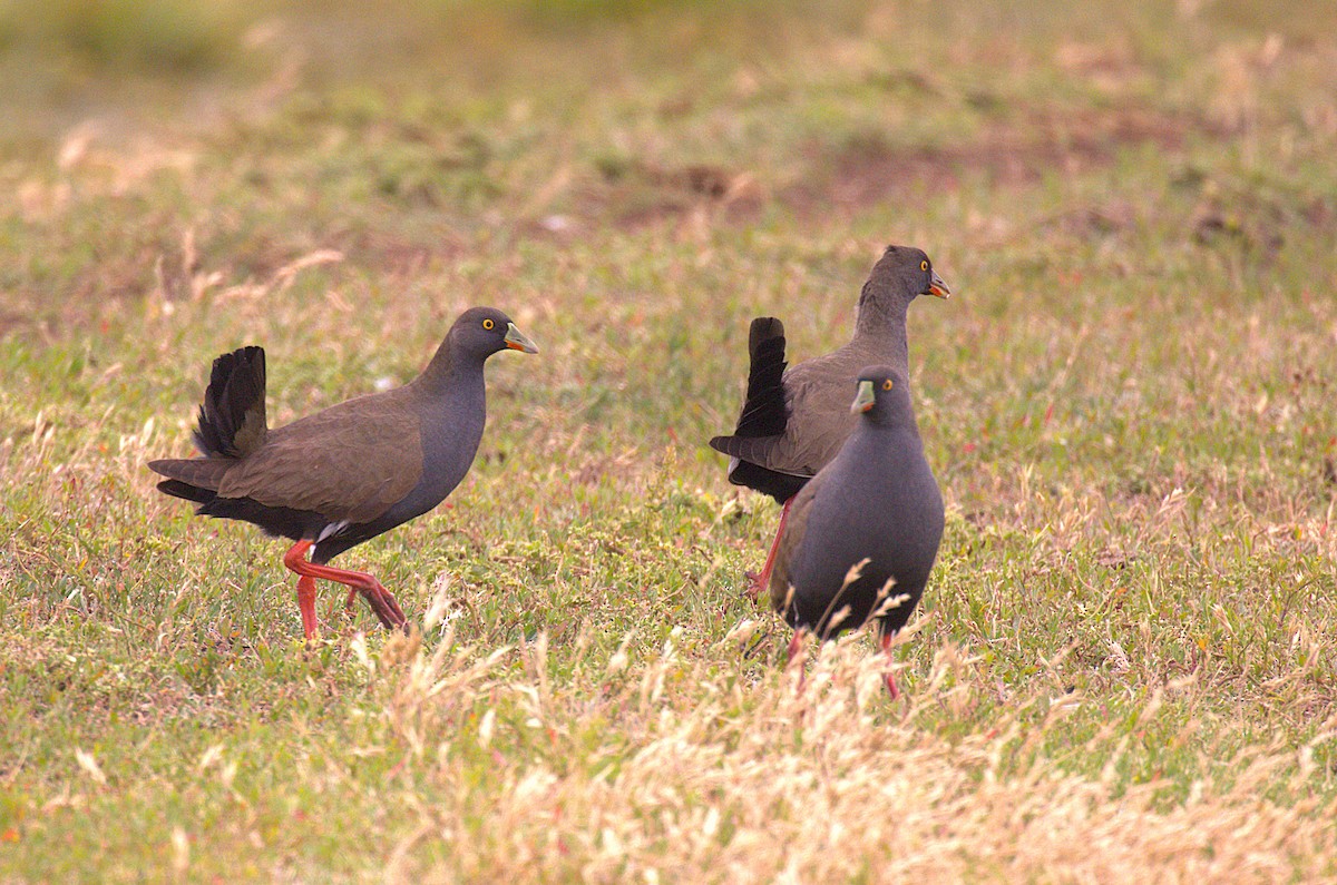 Rotfuß-Teichhuhn - ML647454153