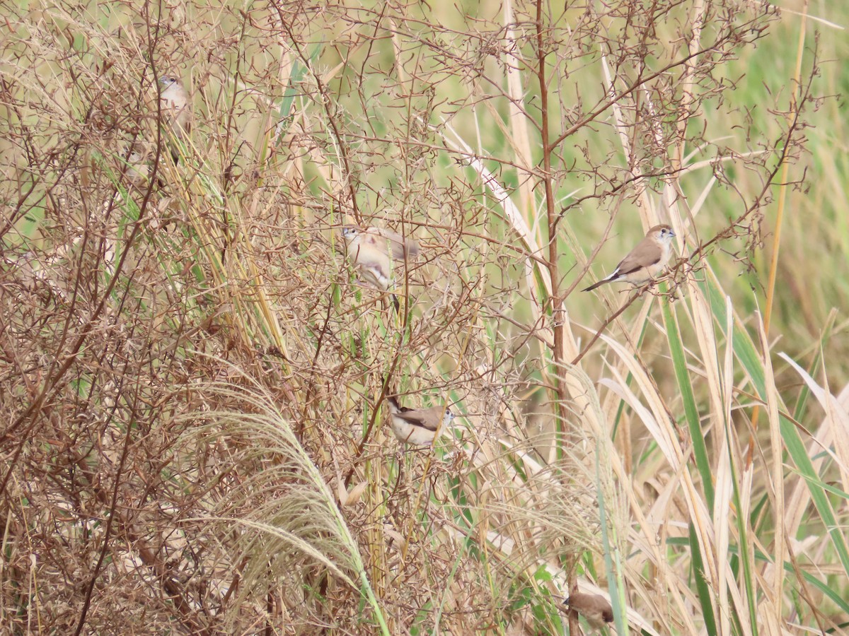 Indiensilberschnabel - ML647454155