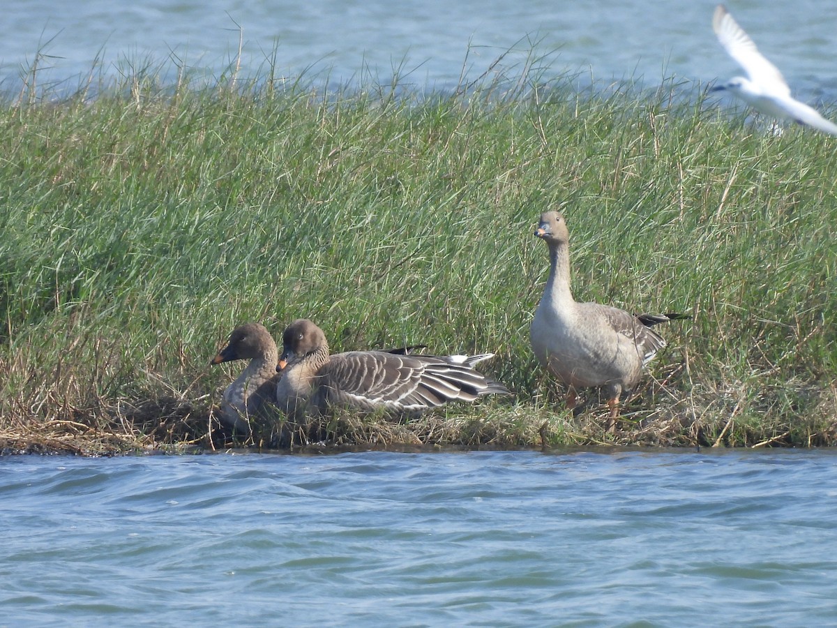 Tundrasaatgans - ML647454156