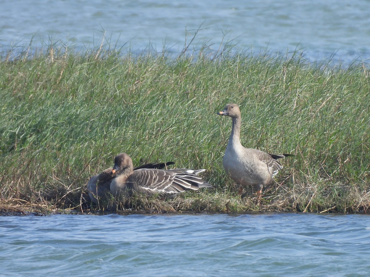 Tundrasaatgans - ML647454157