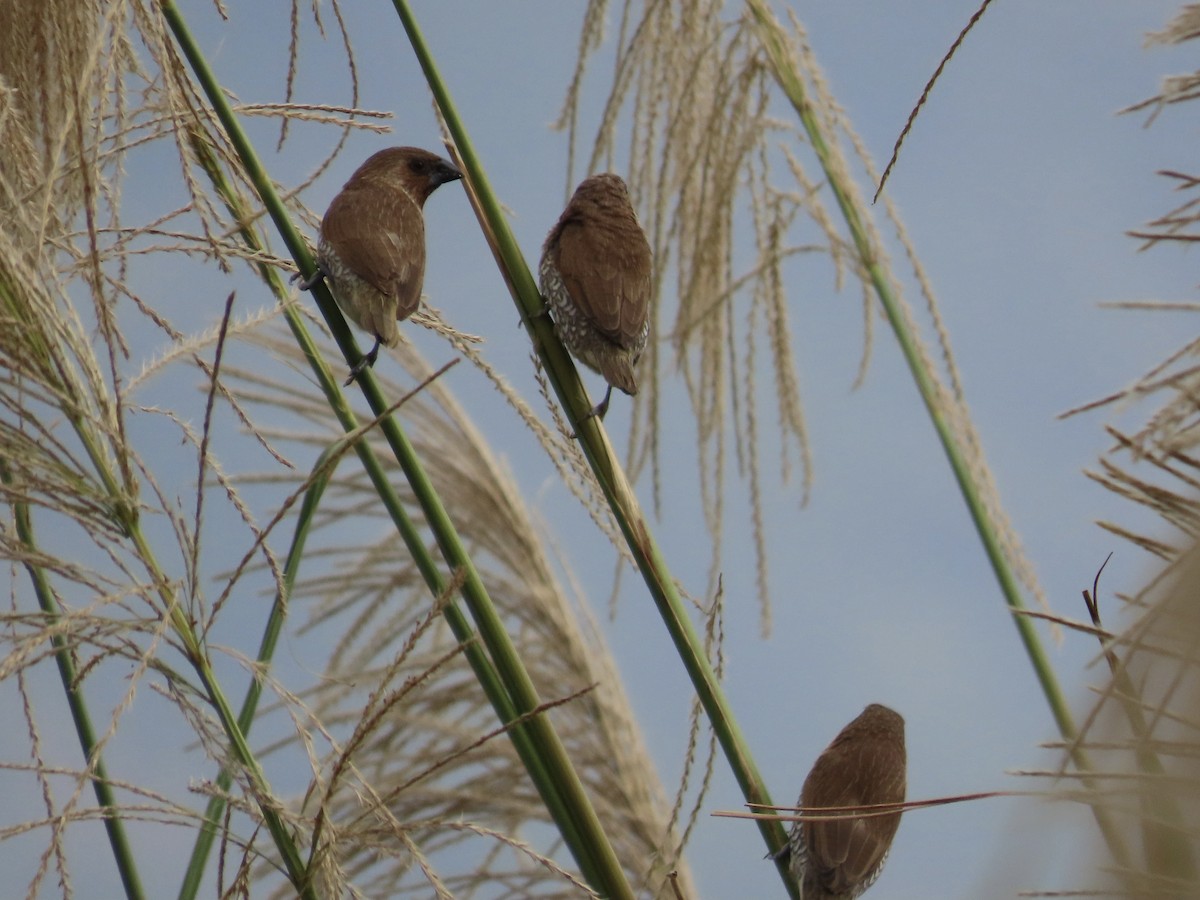 Muskatbronzemännchen - ML647454158