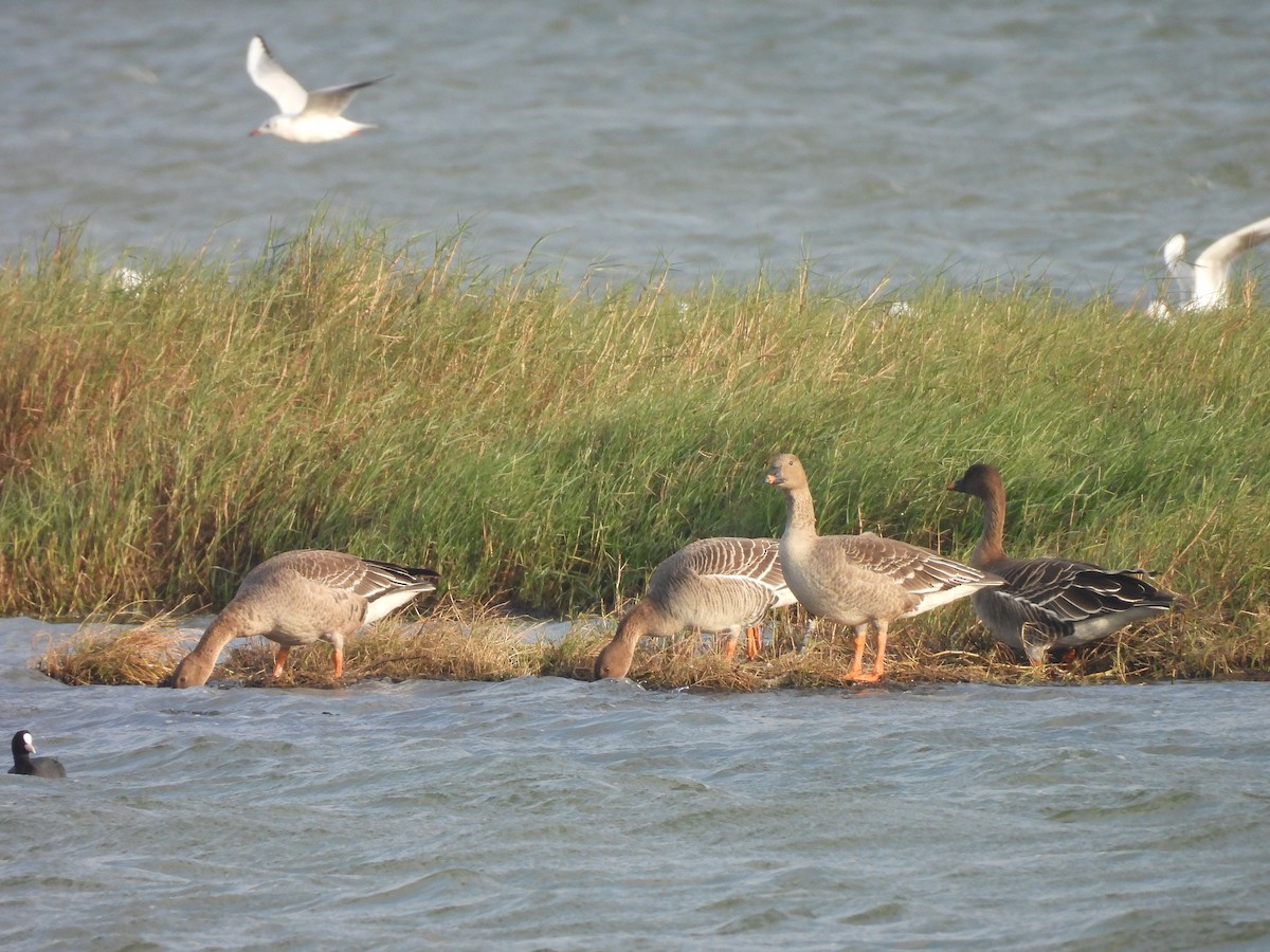 Tundrasaatgans - ML647454160