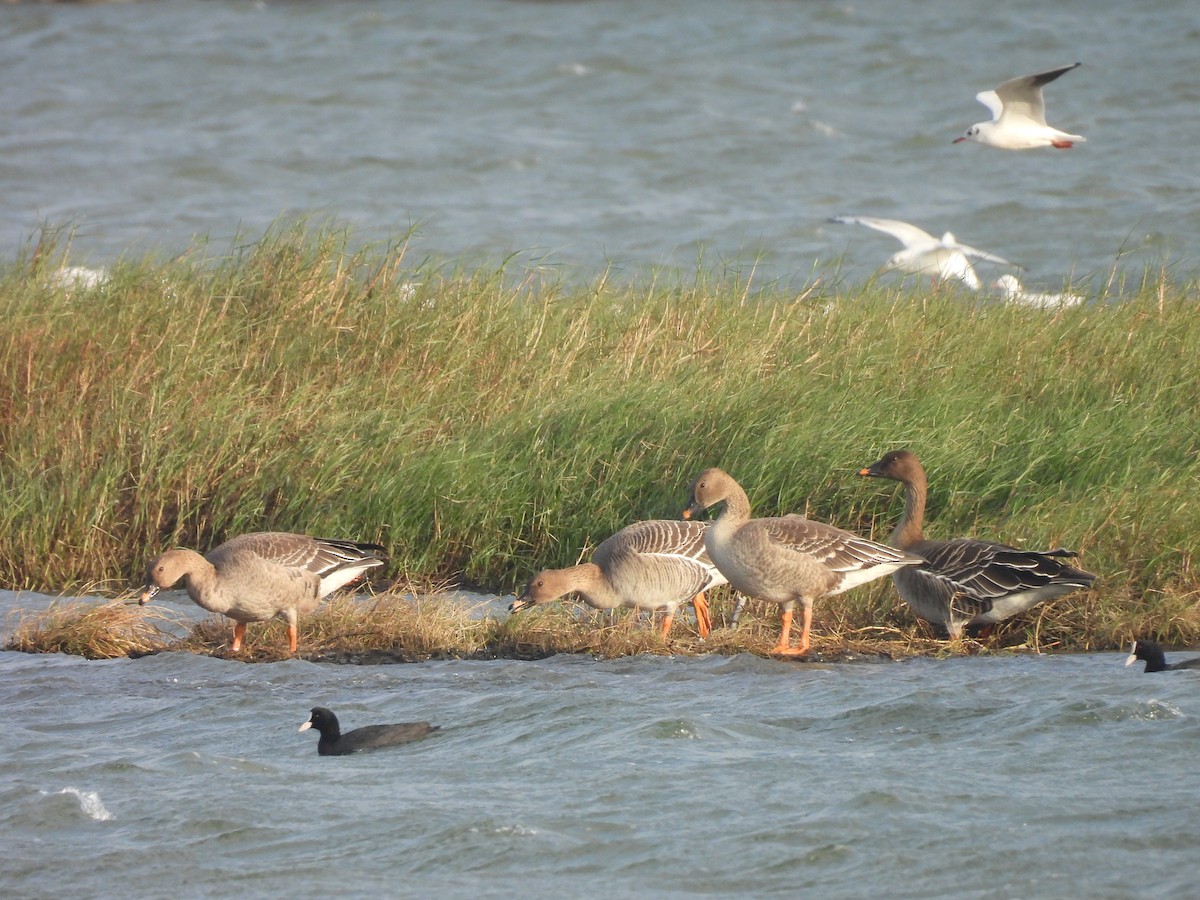 Tundrasaatgans - ML647454161