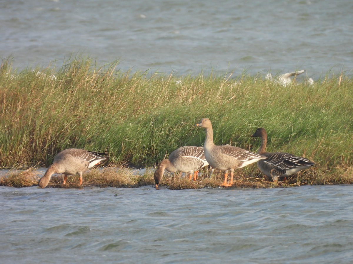 Tundrasaatgans - ML647454162