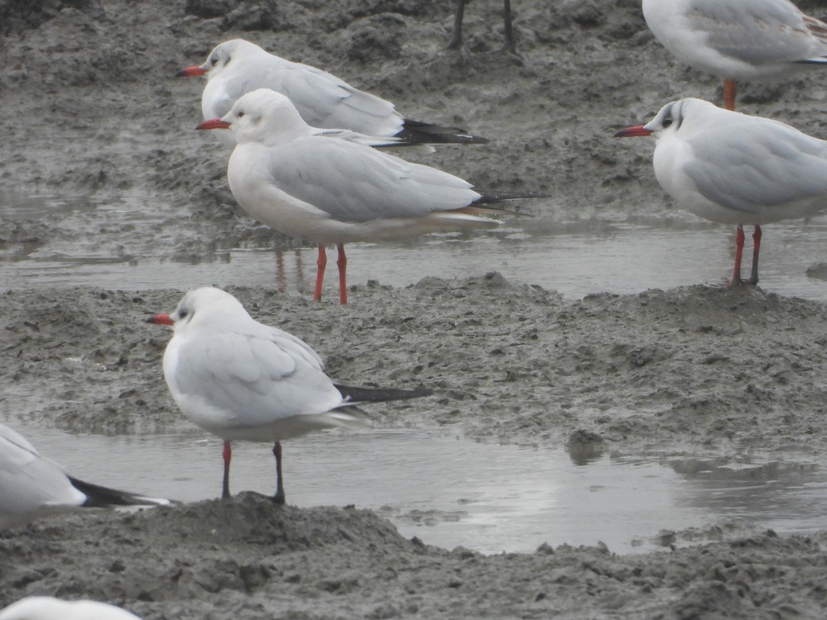 Slender-billed Gull - ML647454164