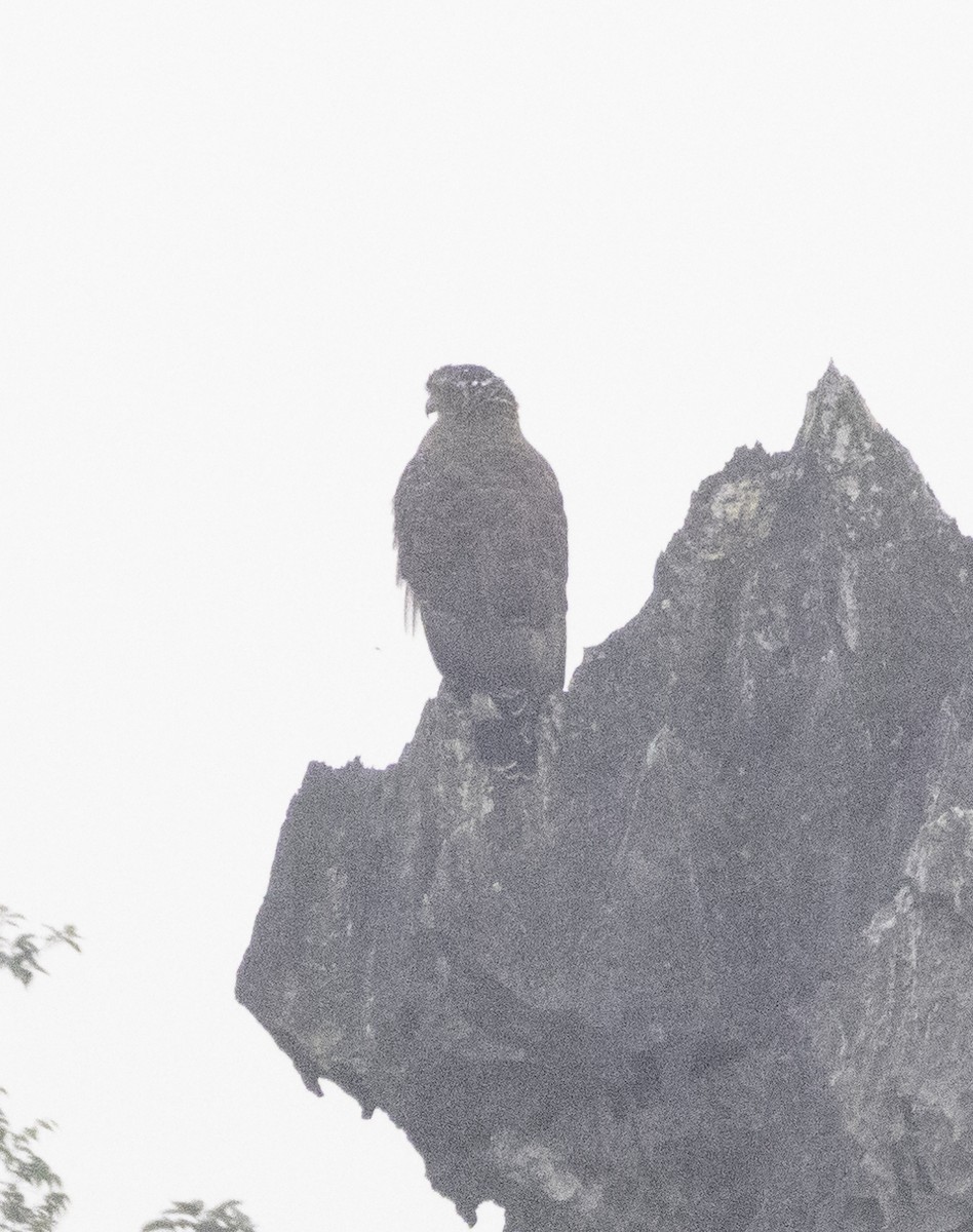 Schwarzmilan - ML647454166