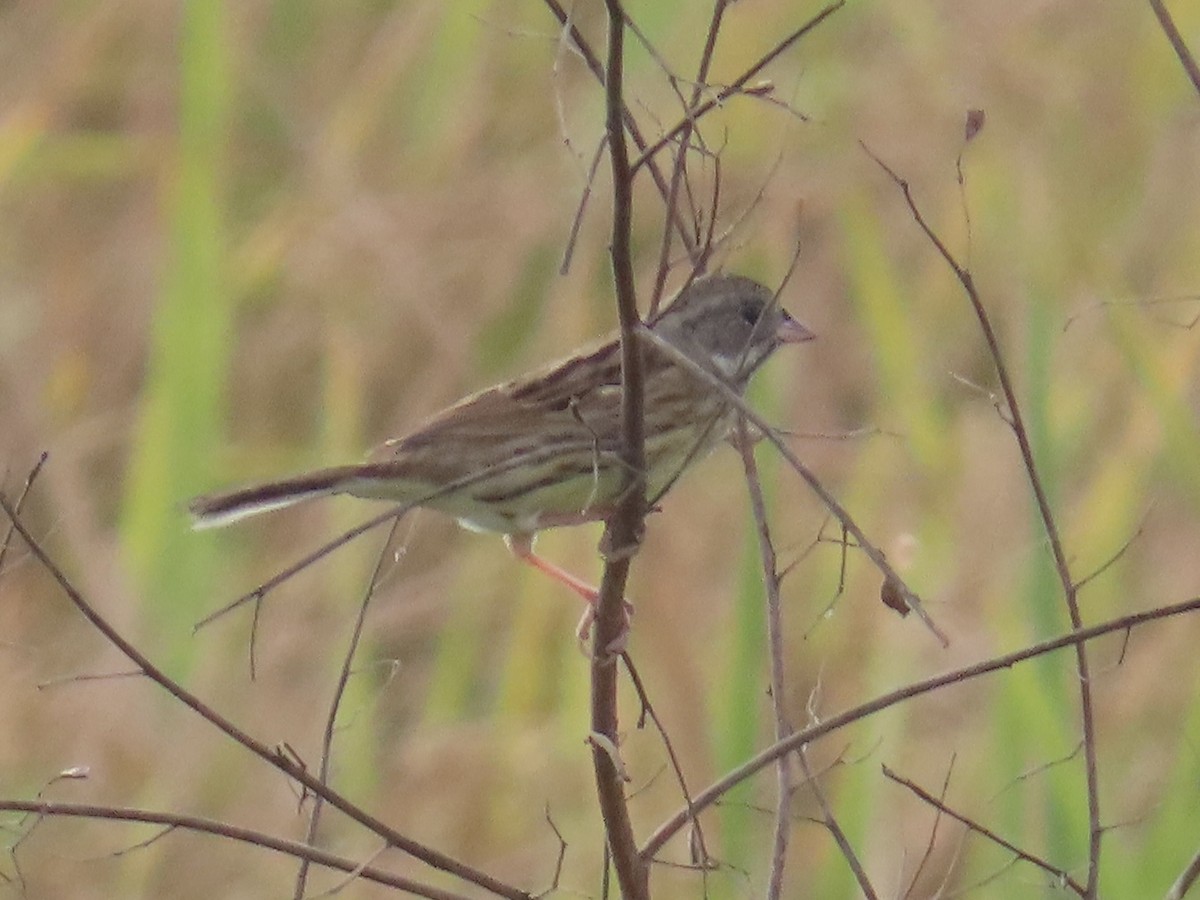 Maskenammer - ML647454167