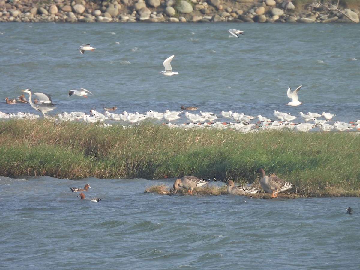 Lachmöwe - ML647454171