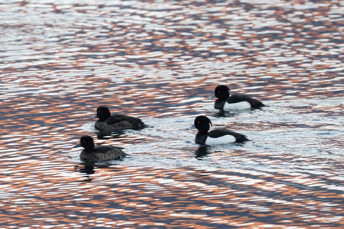 鳳頭潛鴨 - ML647454172