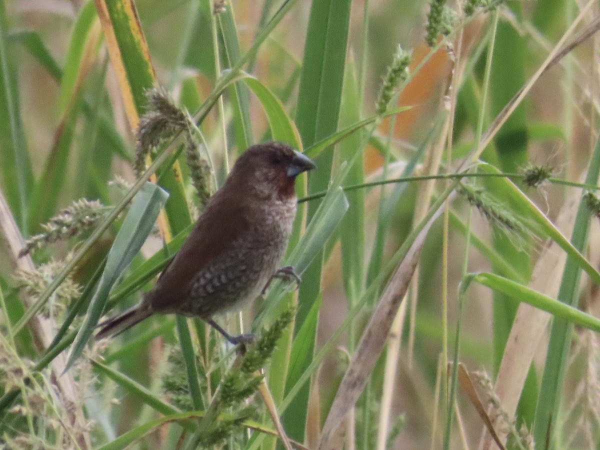 Muskatbronzemännchen - ML647454173