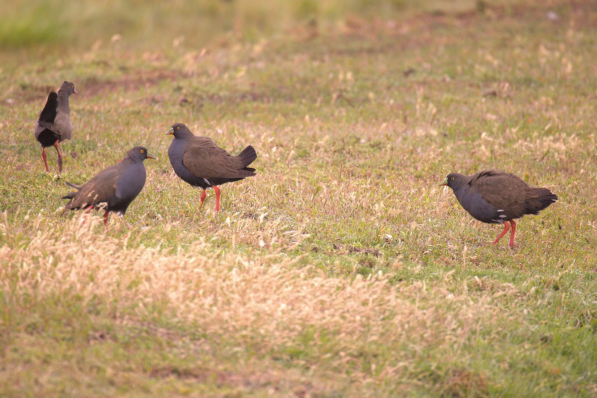 Rotfuß-Teichhuhn - ML647454174
