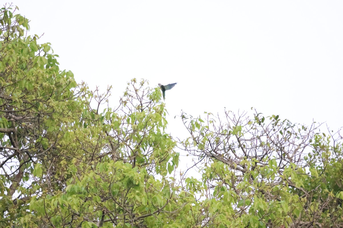 Malabar Parakeet - ML647454175