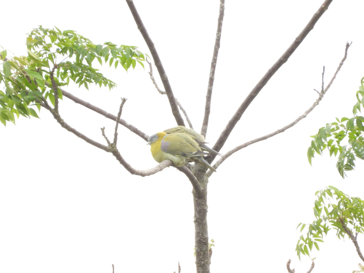 Yellow-footed Green-Pigeon - ML647454176