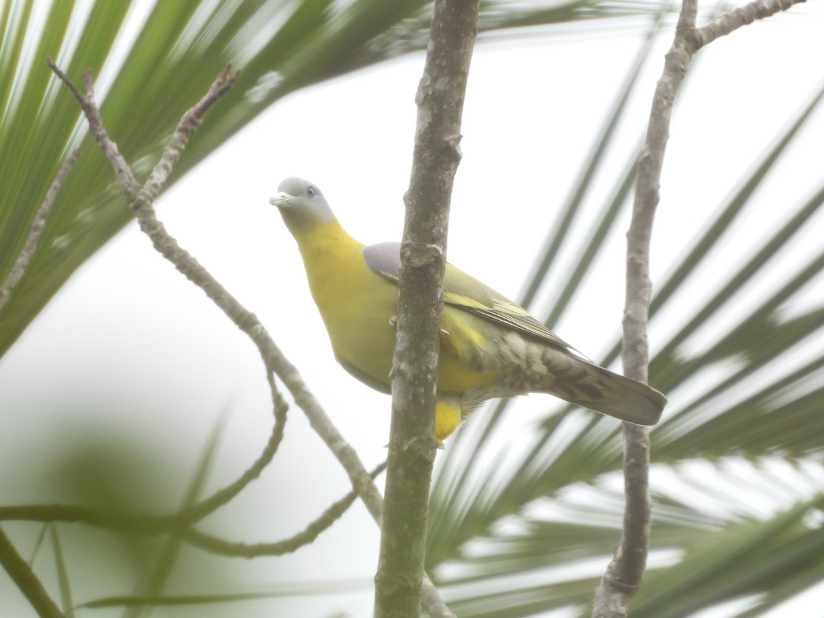 Yellow-footed Green-Pigeon - ML647454180