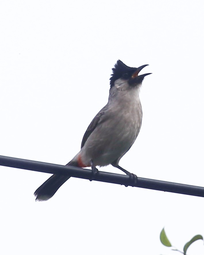 白喉紅臀鵯 - ML647454183