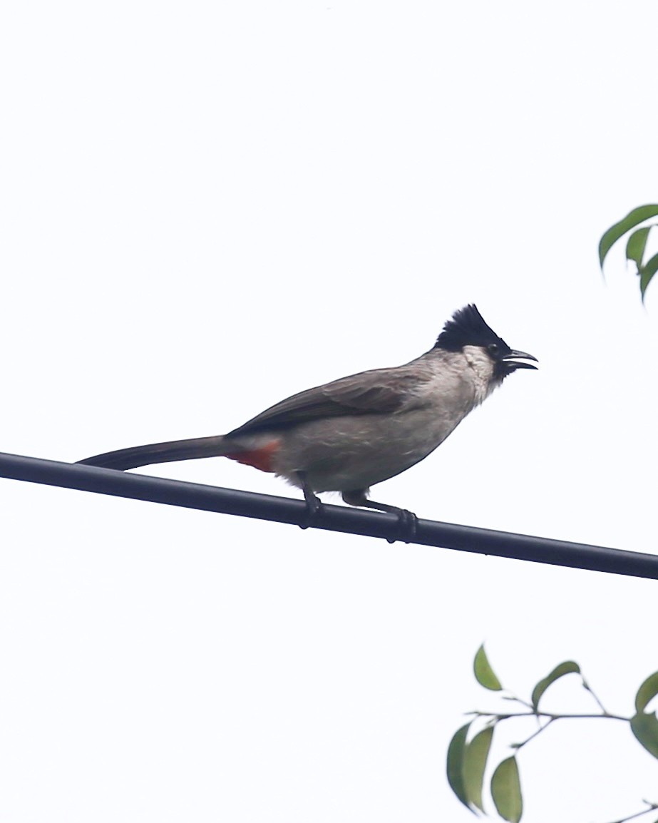 白喉紅臀鵯 - ML647454184