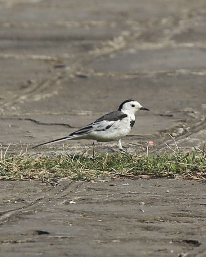 白鶺鴒 - ML647454185