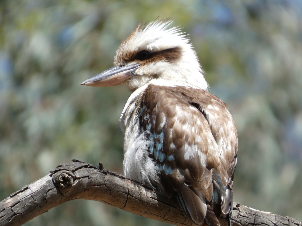Laughing Kookaburra - ML647454186