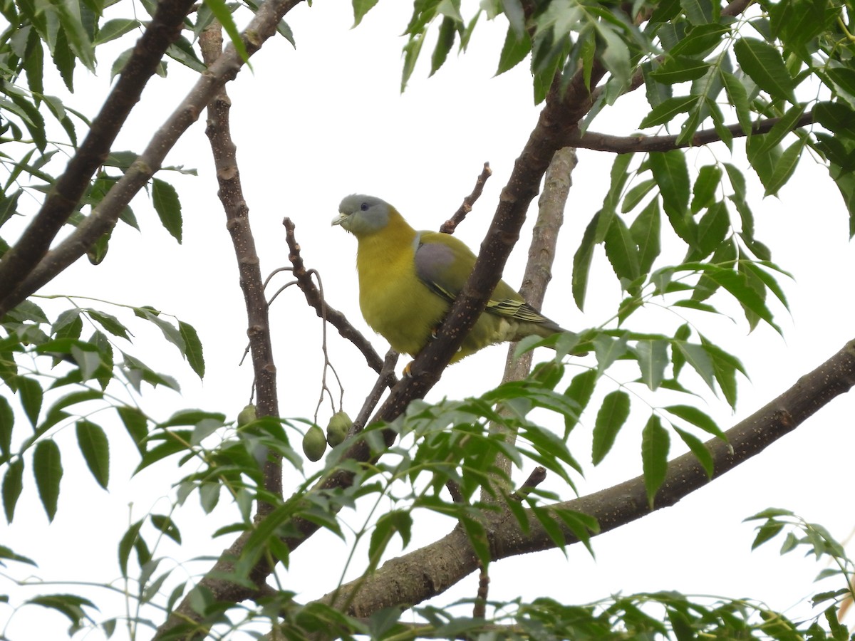 Yellow-footed Green-Pigeon - ML647454187