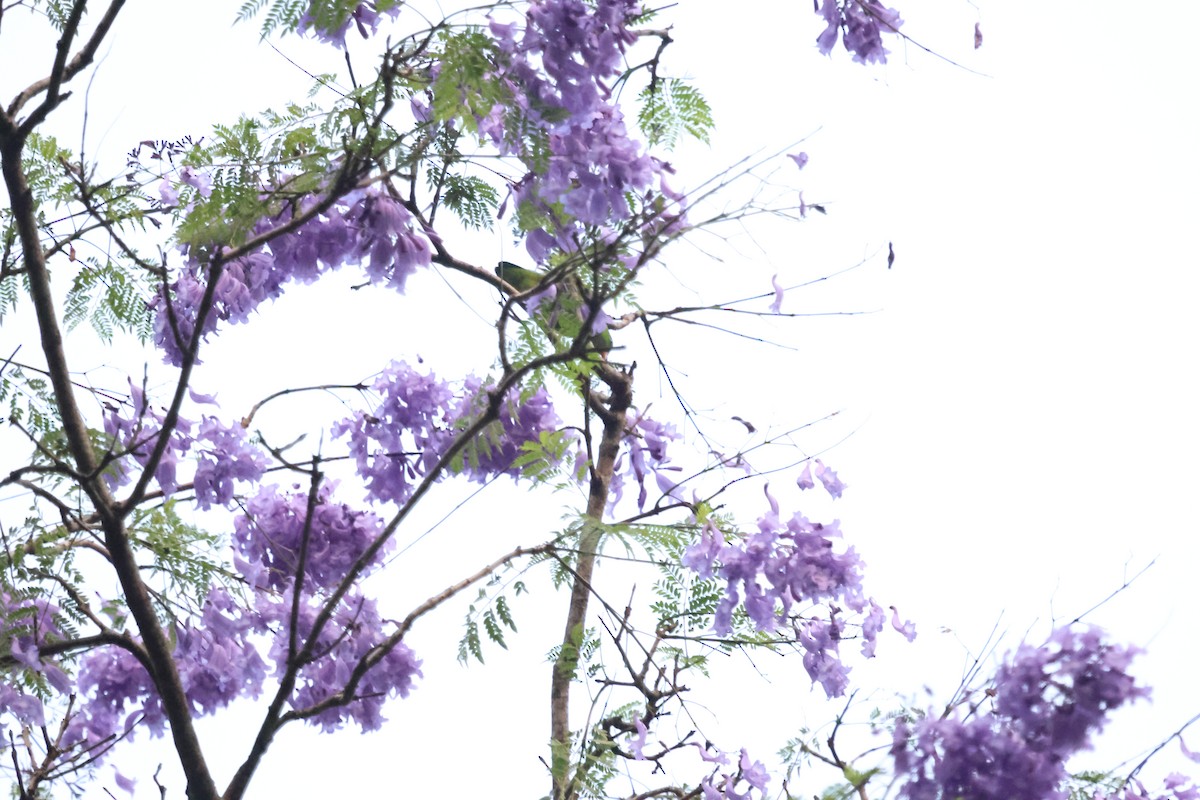 Vernal Hanging-Parrot - ML647454188