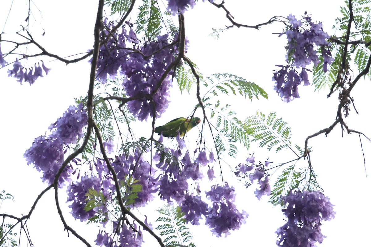 Vernal Hanging-Parrot - ML647454189