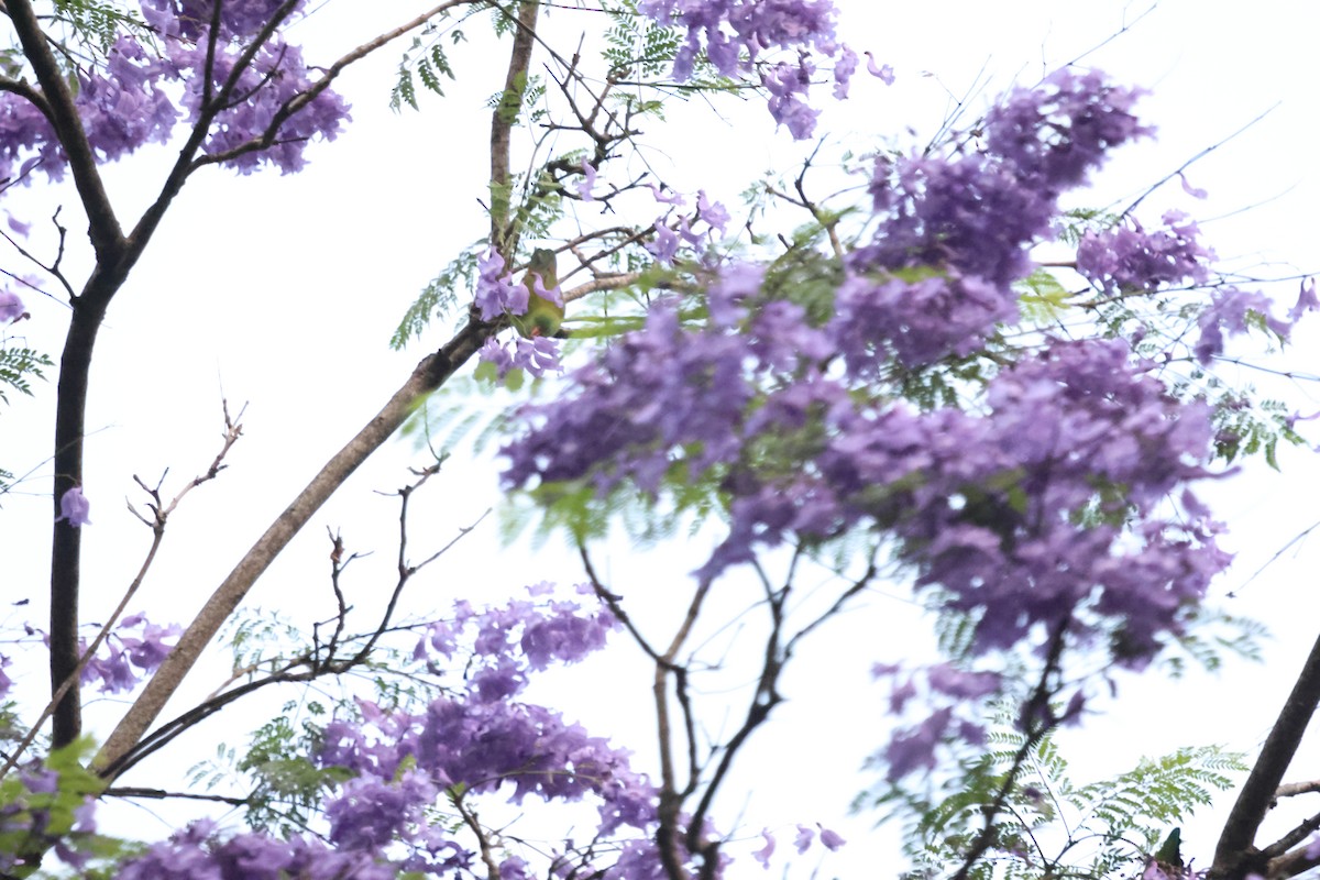 Vernal Hanging-Parrot - ML647454190