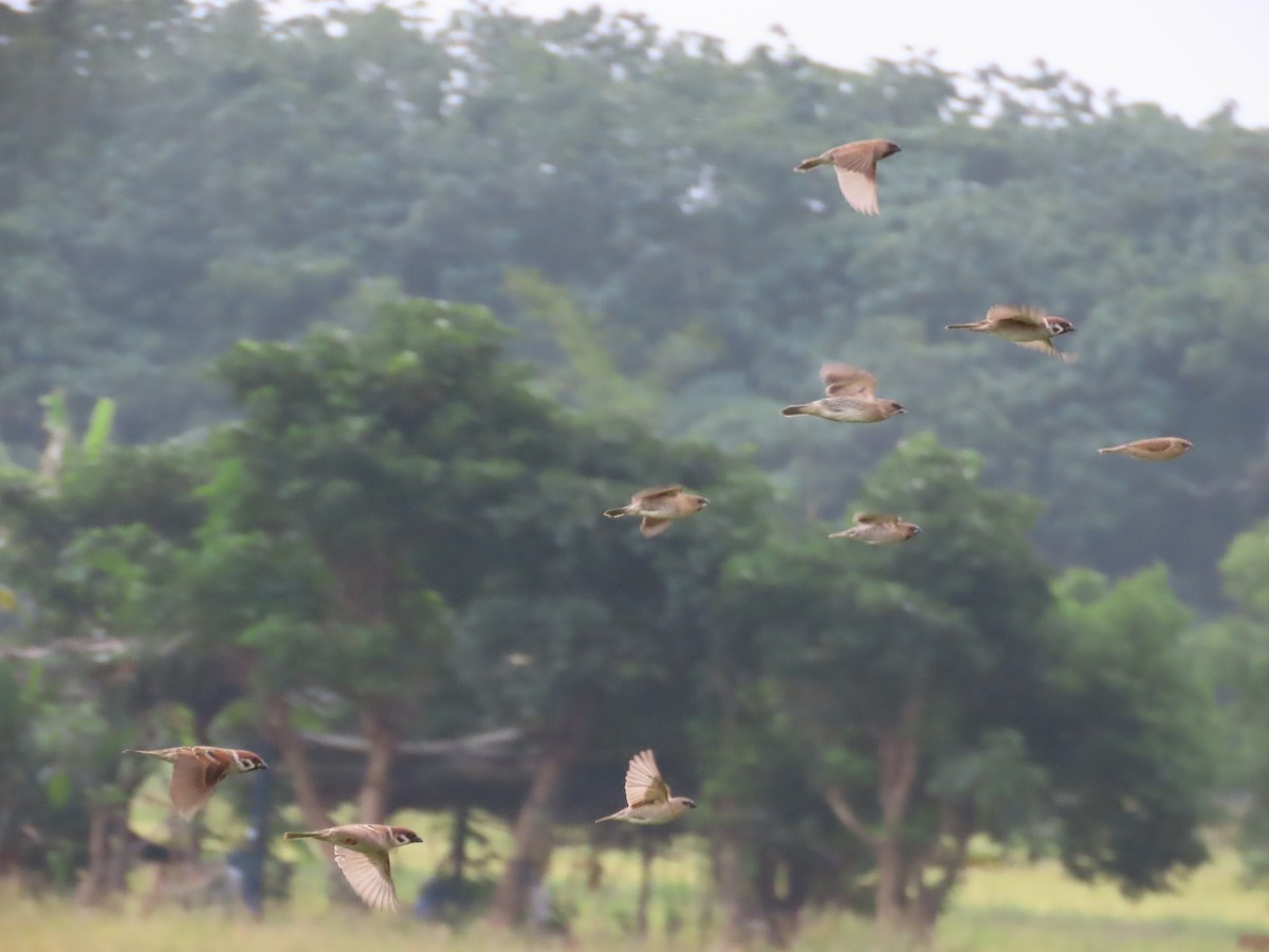 斑文鳥 - ML647454191