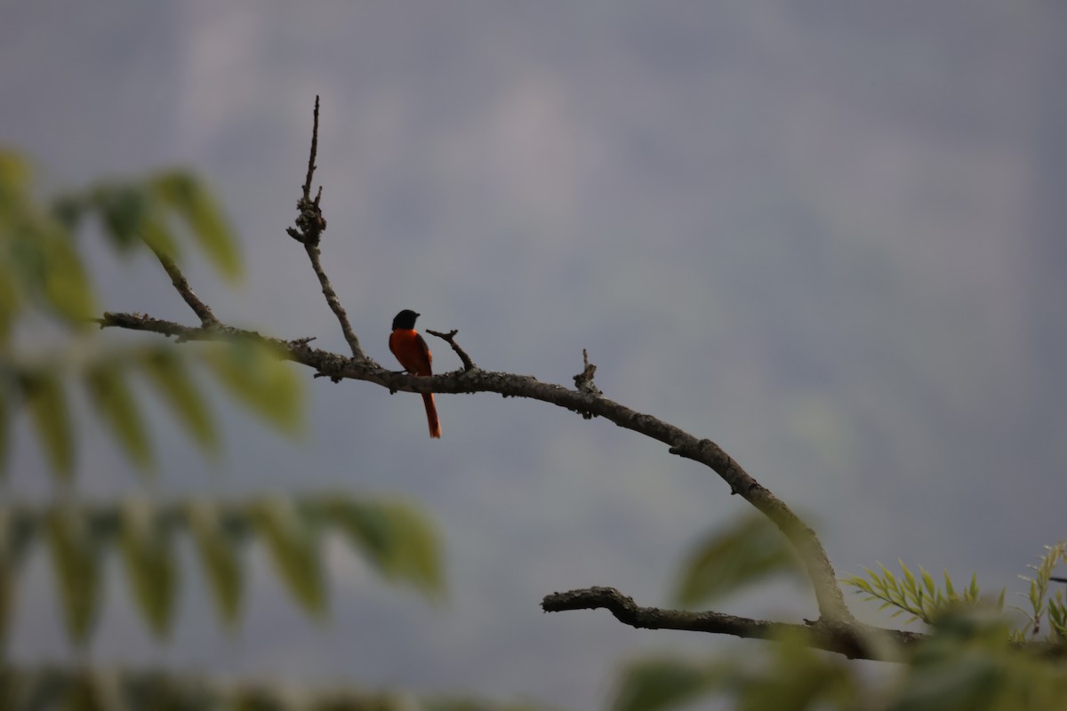 Orange Minivet - ML647454192