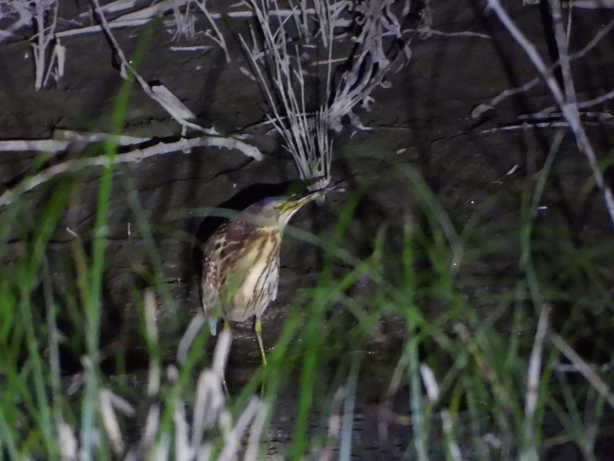 秋小鷺 - ML647454194