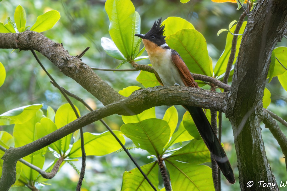 カンムリカッコウ - ML647454202