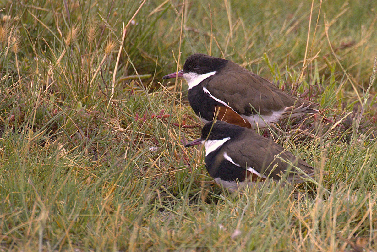 Red-kneed Dotterel - ML647454206