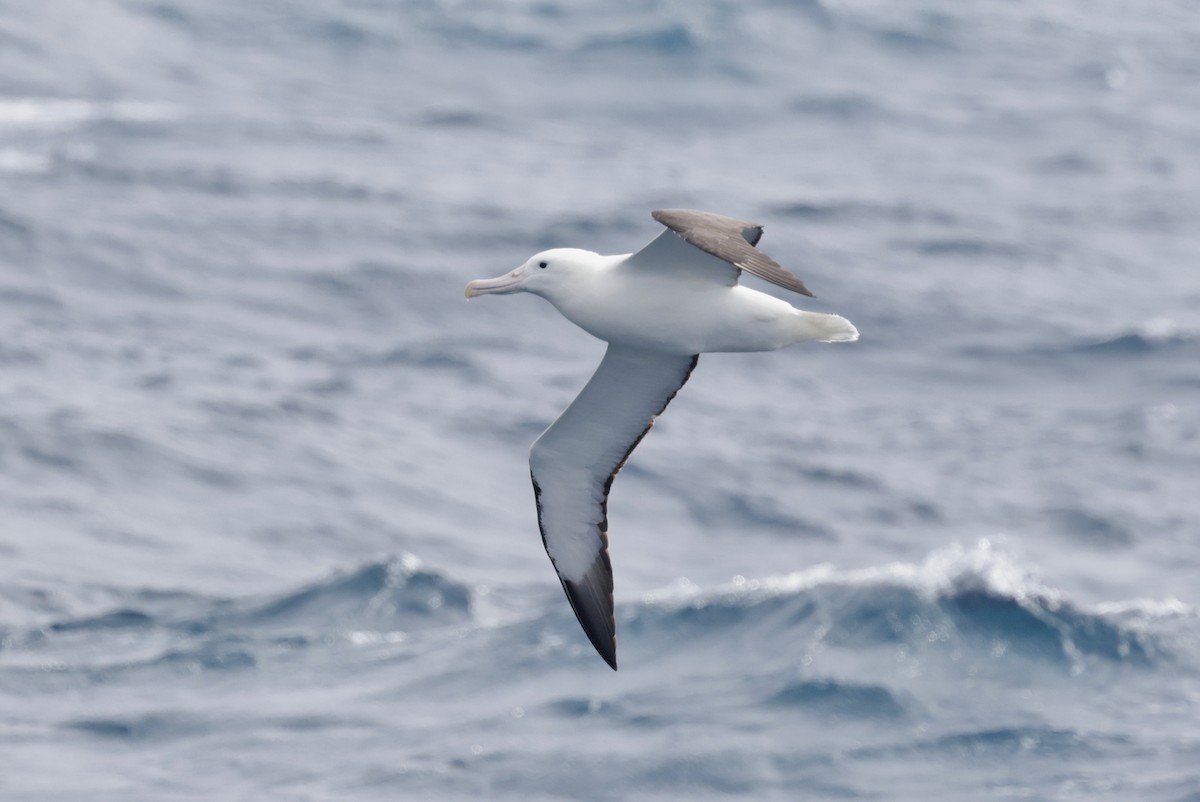 Альбатрос королівський південний - ML647454208