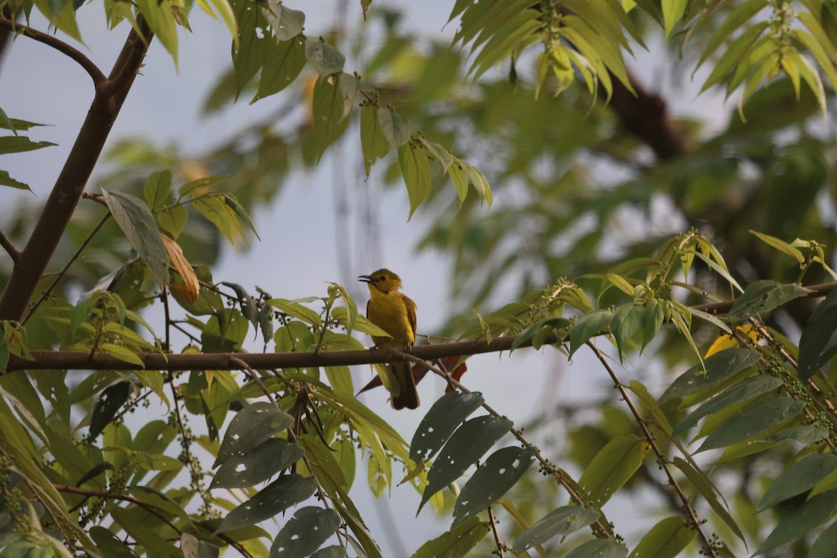 Yellow-browed Bulbul - ML647454209