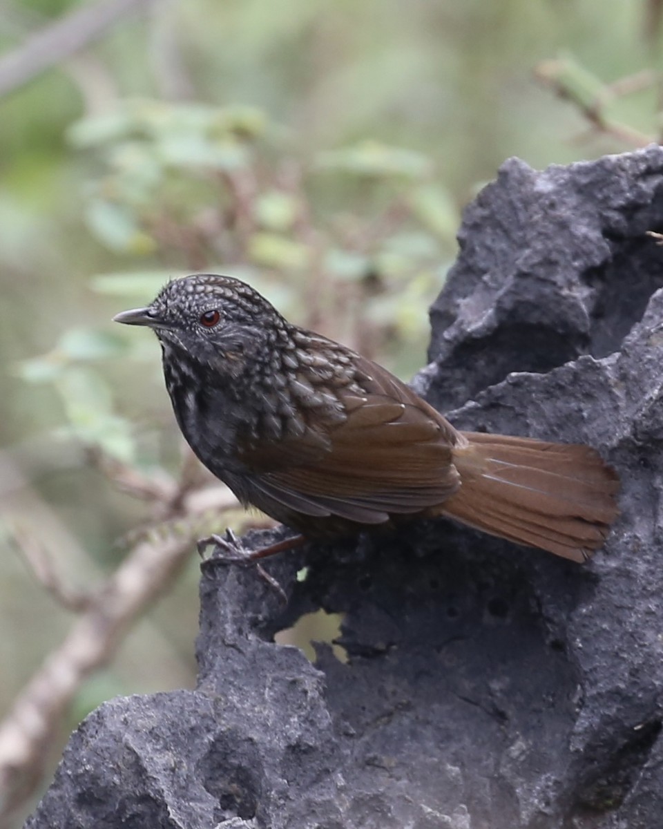 Streaked Wren-Babbler - ML647454211
