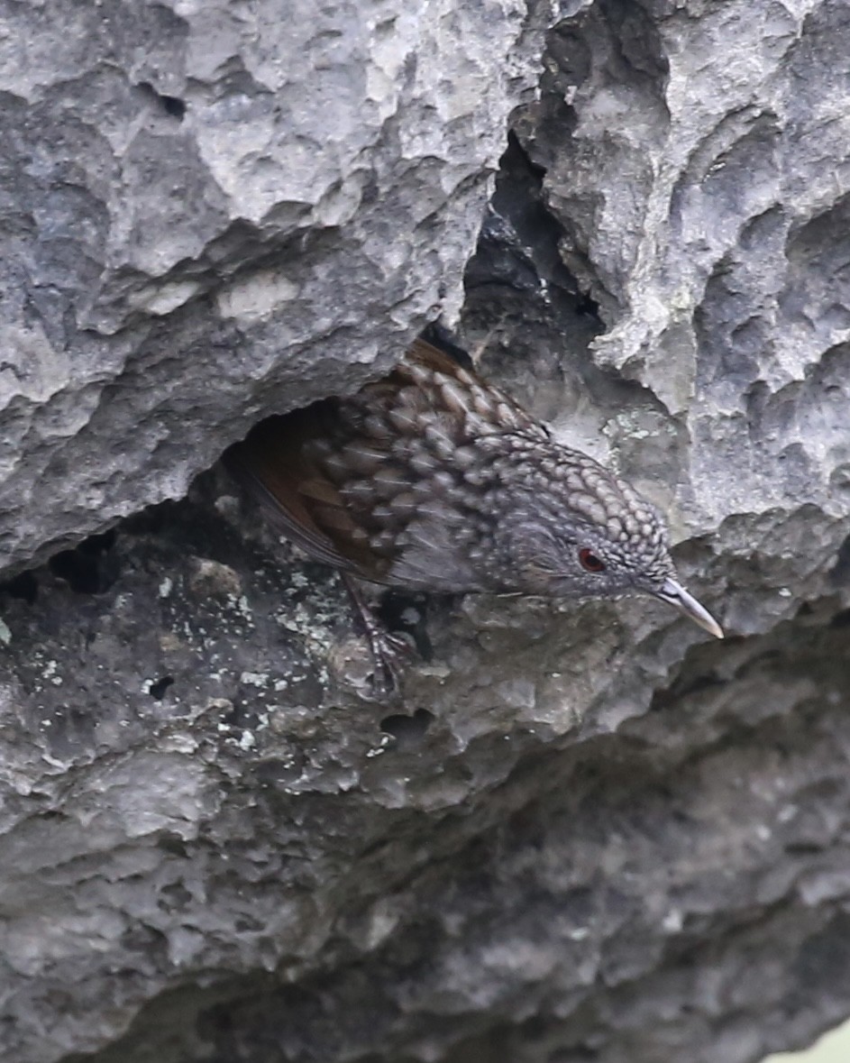 Streaked Wren-Babbler - ML647454212
