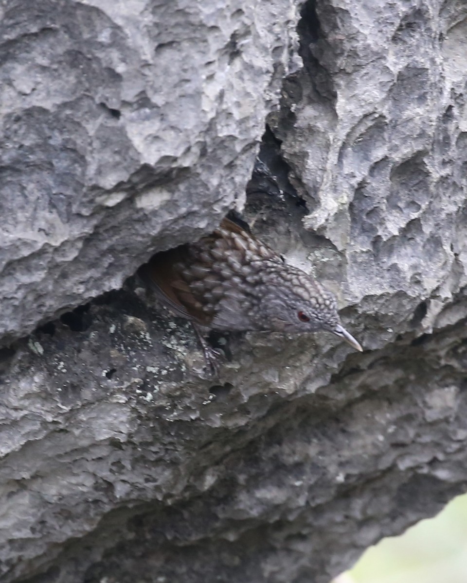 Streaked Wren-Babbler - ML647454213