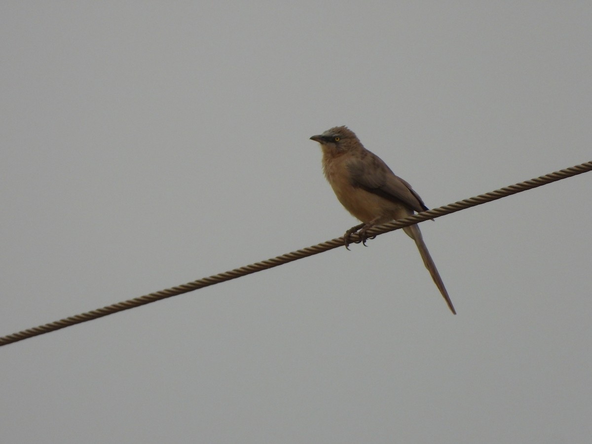 Large Gray Babbler - ML647454214