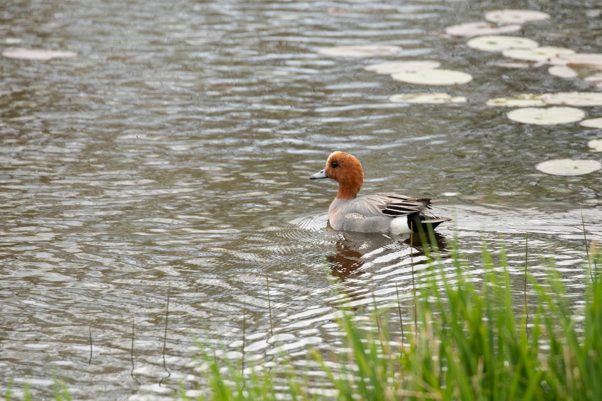 Eurasian Wigeon - ML647454215