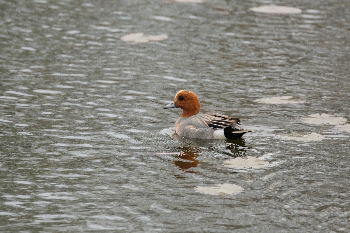 Eurasian Wigeon - ML647454216