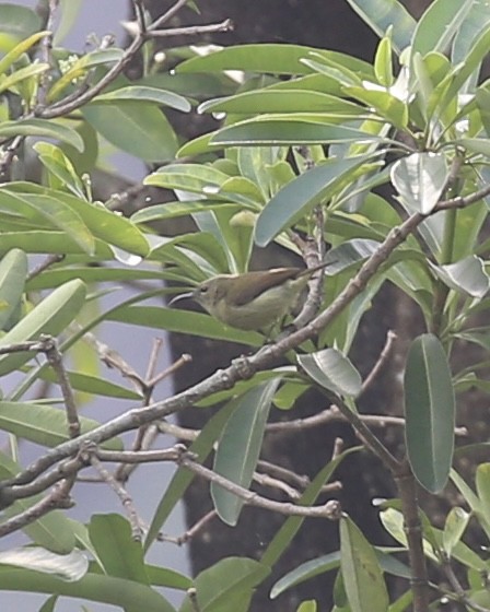 Fork-tailed Sunbird - ML647454217