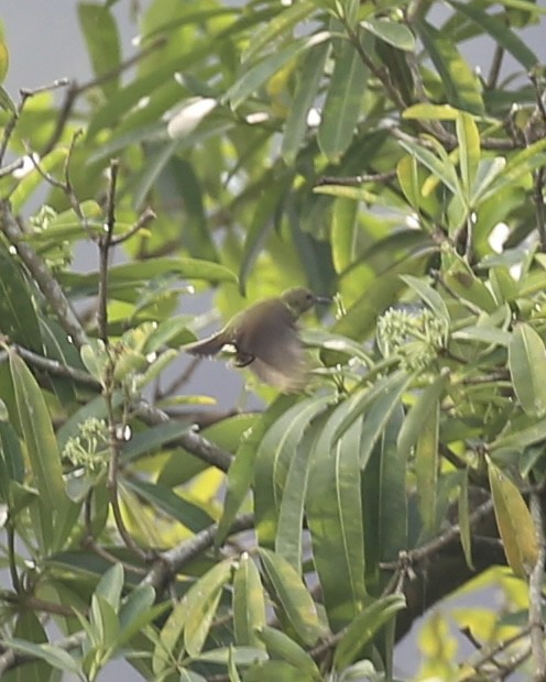 Fork-tailed Sunbird - ML647454218