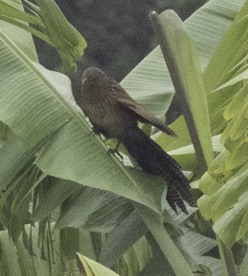 Lesser Coucal - ML647454221