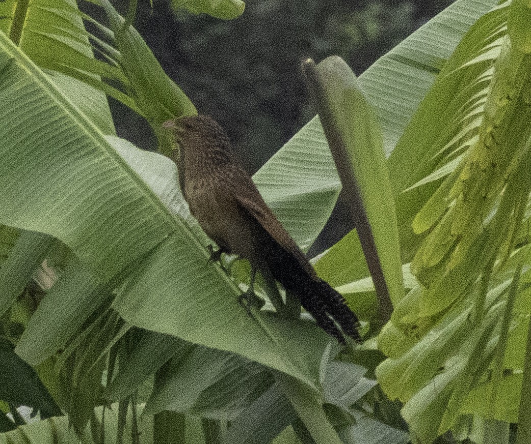 Lesser Coucal - ML647454222