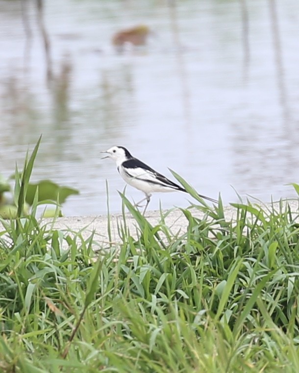 White Wagtail - ML647454224