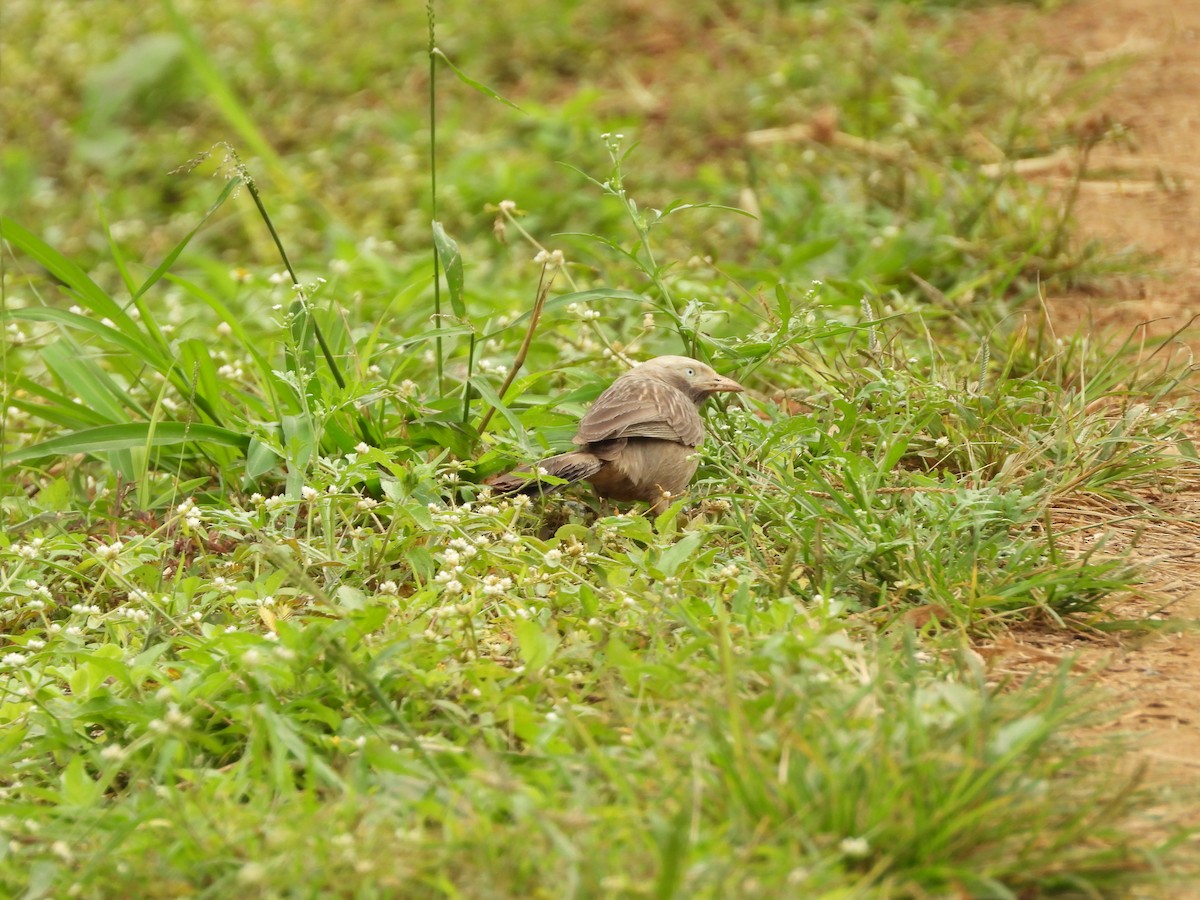 Yellow-billed Babbler - ML647454226