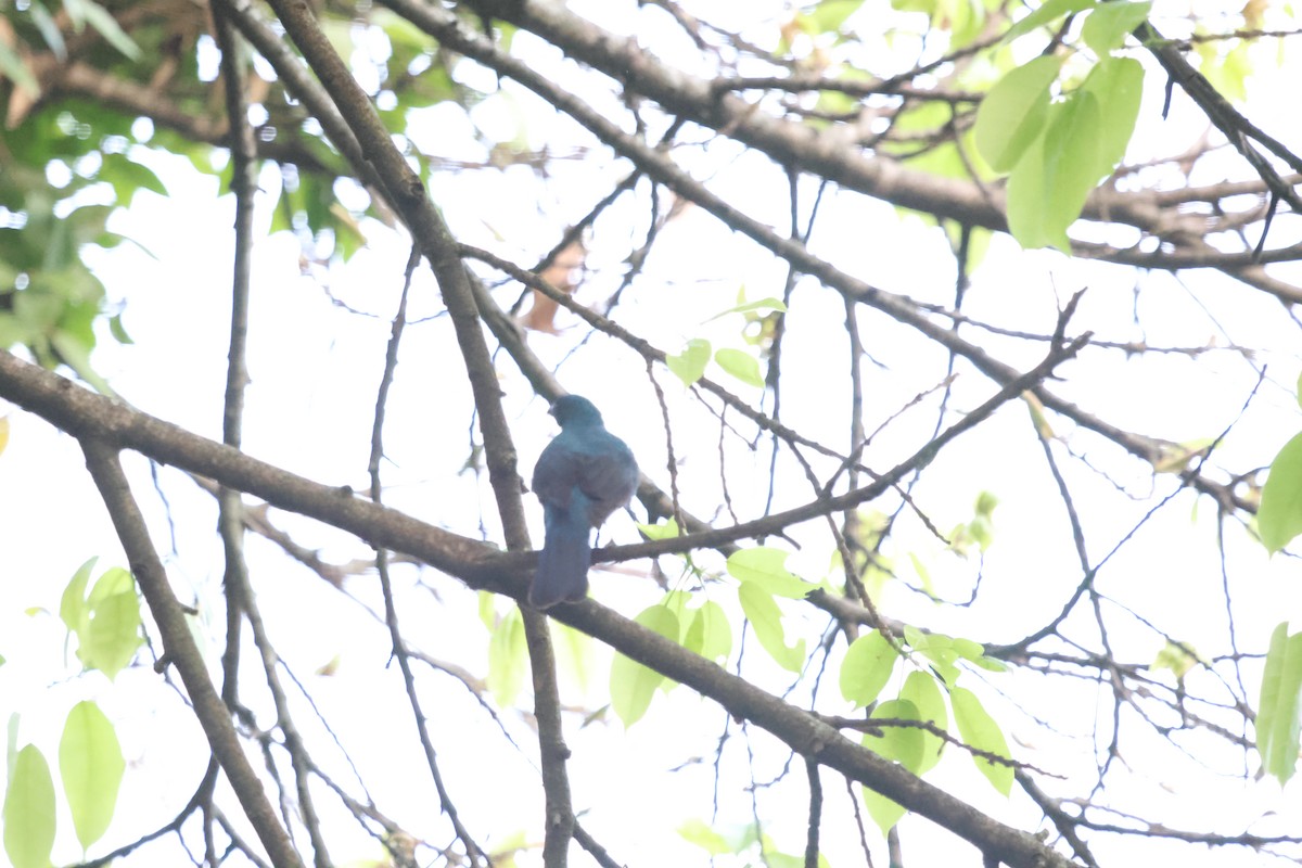 Asian Fairy-bluebird - ML647454227