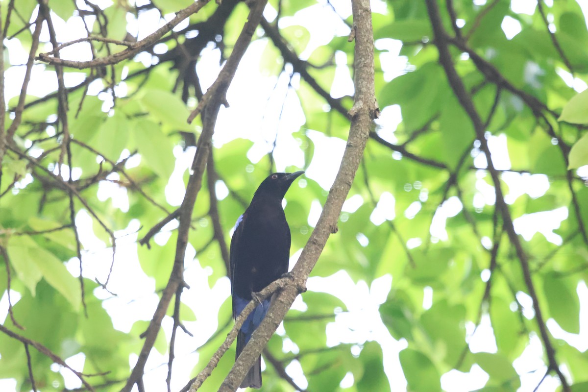 Asian Fairy-bluebird - ML647454228