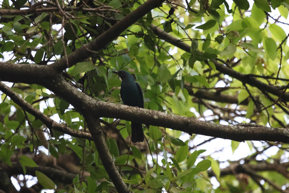 Asian Fairy-bluebird - ML647454229