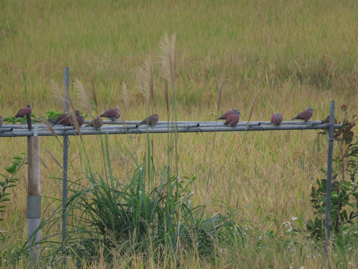 Red Collared-Dove - ML647454230